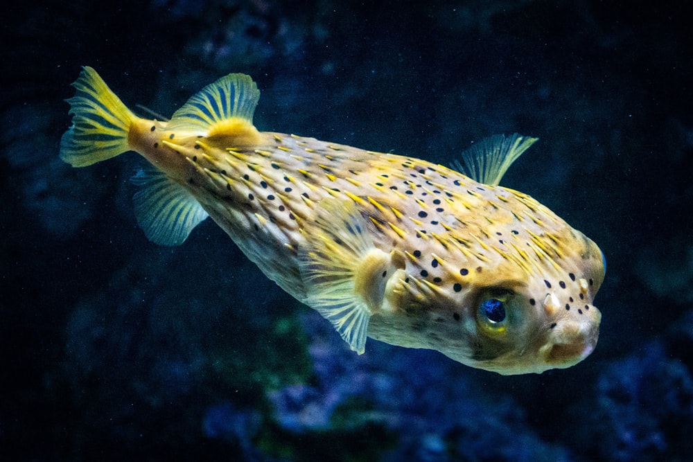 yellow and white fish in water