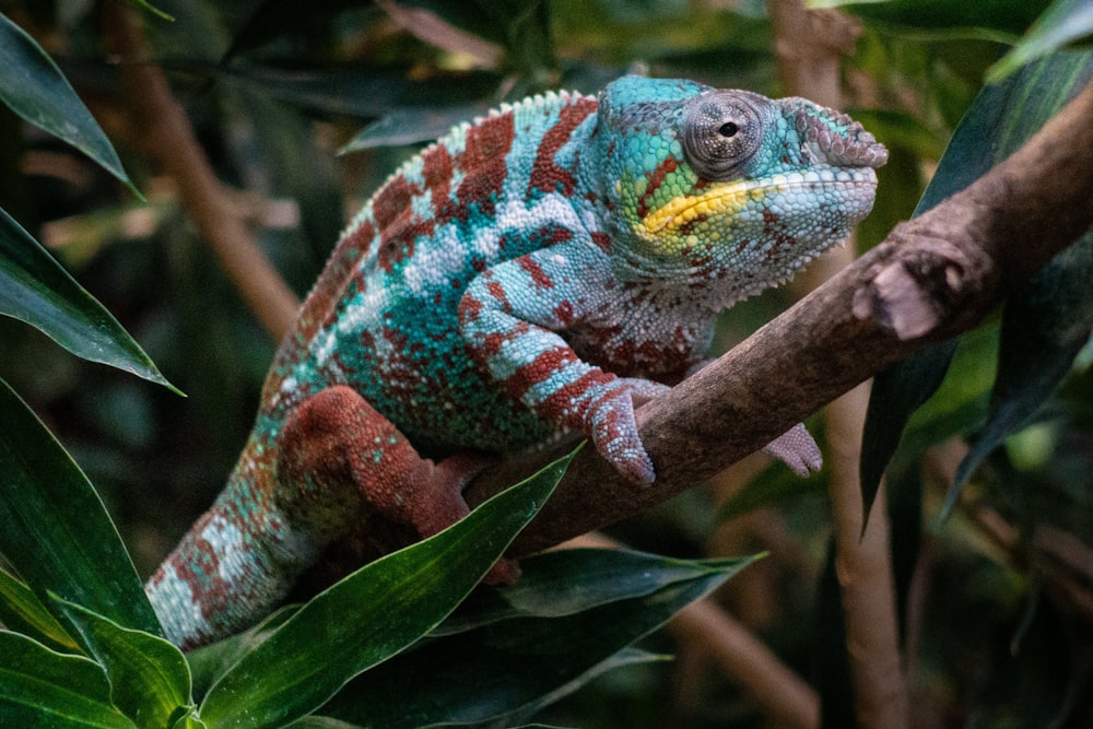 green and brown chameleon on green leaf
