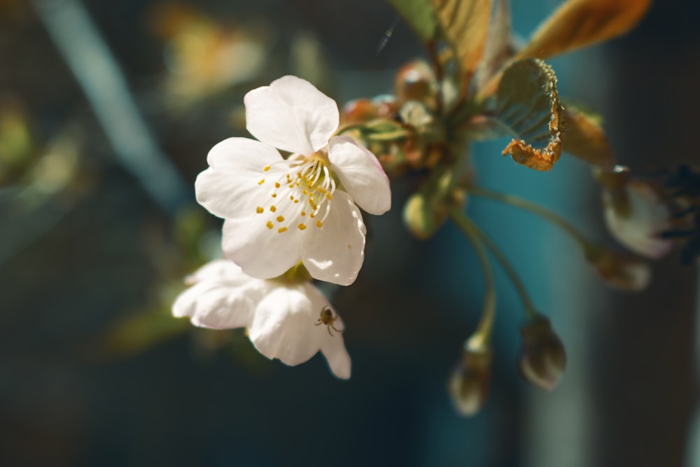 white cherry blossom in close up photography