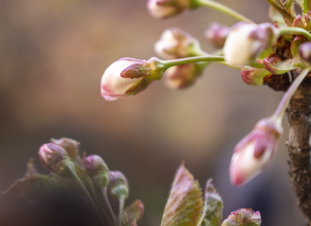 white and red flower bud in tilt shift lens