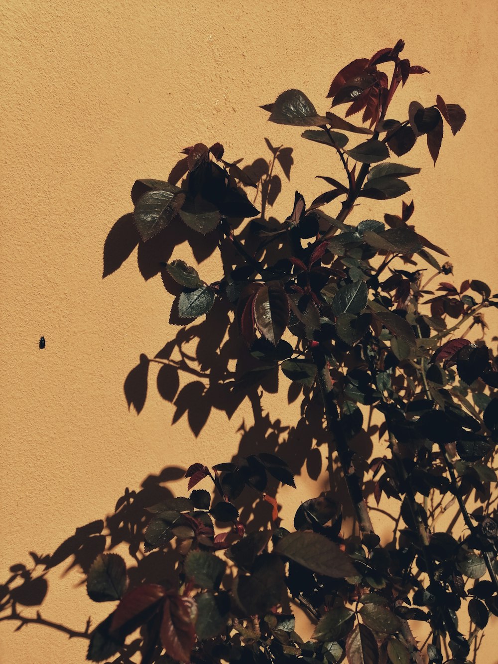 green and brown leaves on brown wall