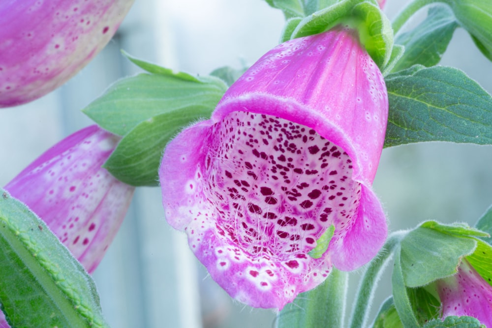 pink flower with water droplets