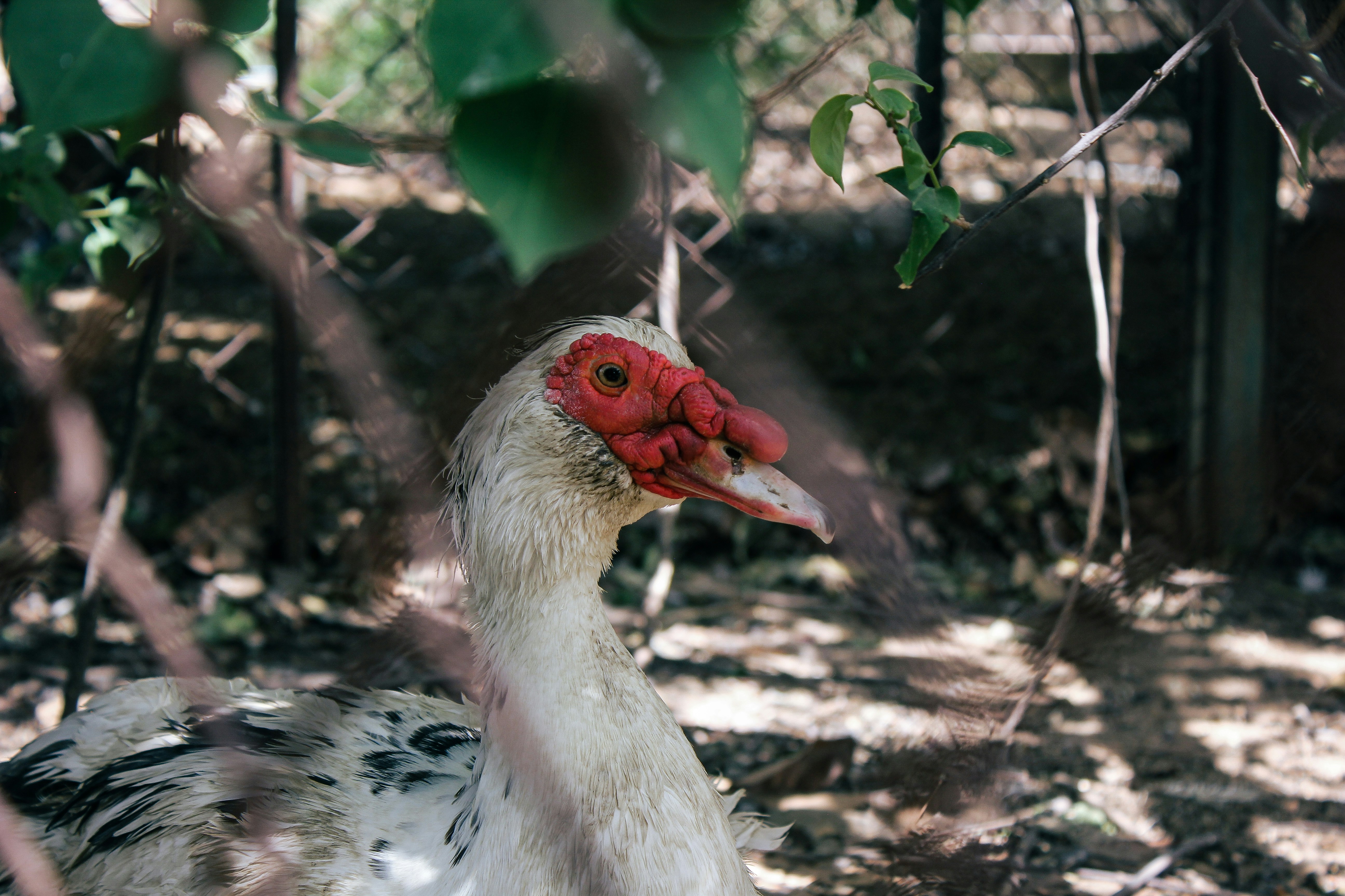 white and black chicken standing on green grass during daytime