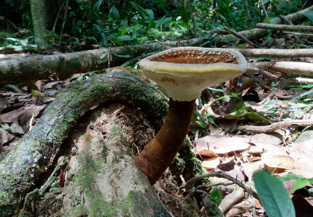 brown and white tree trunk