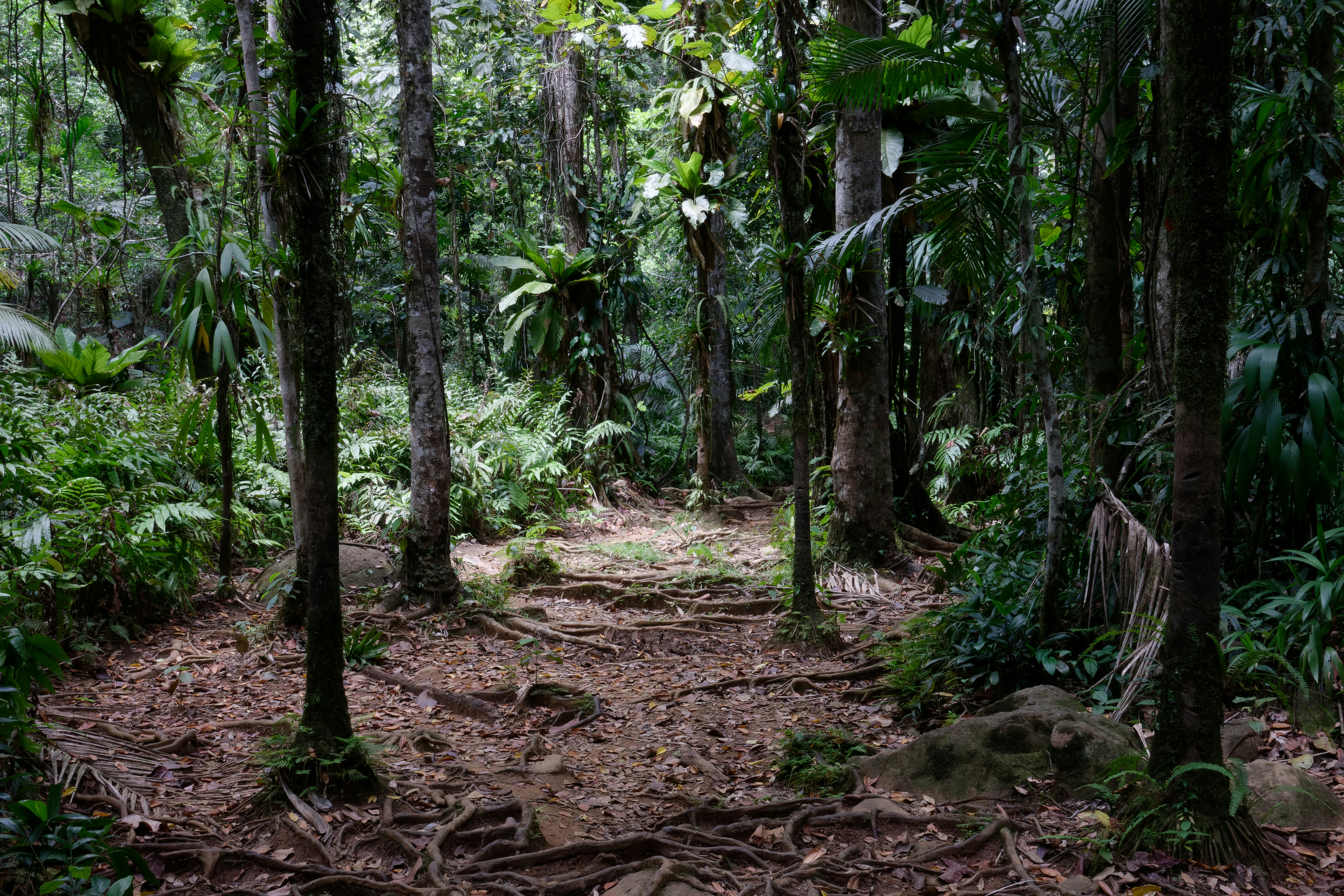 green trees on brown soil, Tropical forest in Guadeloupe (FWI)
