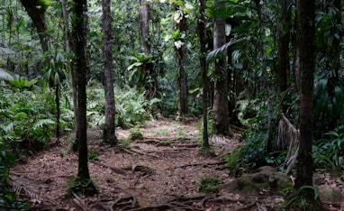 forêt tropicale... sans doute pleine de moustiques!