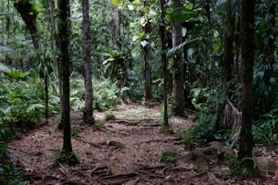 forêt tropicale... sans doute pleine de moustiques!
