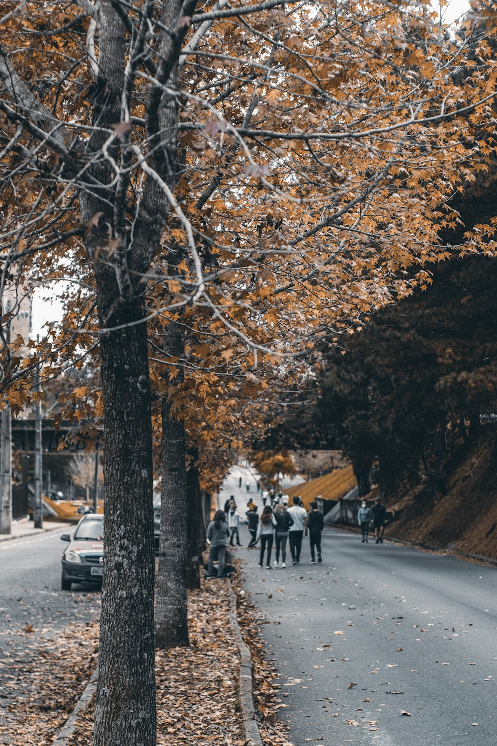 people walking on road near trees during daytime