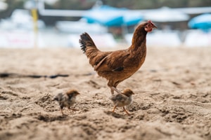 brown hen on brown sand during daytime