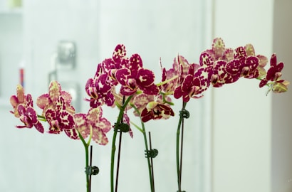 A cluster of vibrant orchids with striking purple and white patterns displayed against a softly blurred background. The orchids are supported by slender green stems and are arranged elegantly, showcasing their intricate petal formations.