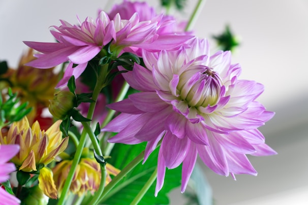 Close-up of vibrant dahlias arranged in a seasonal floral wreath