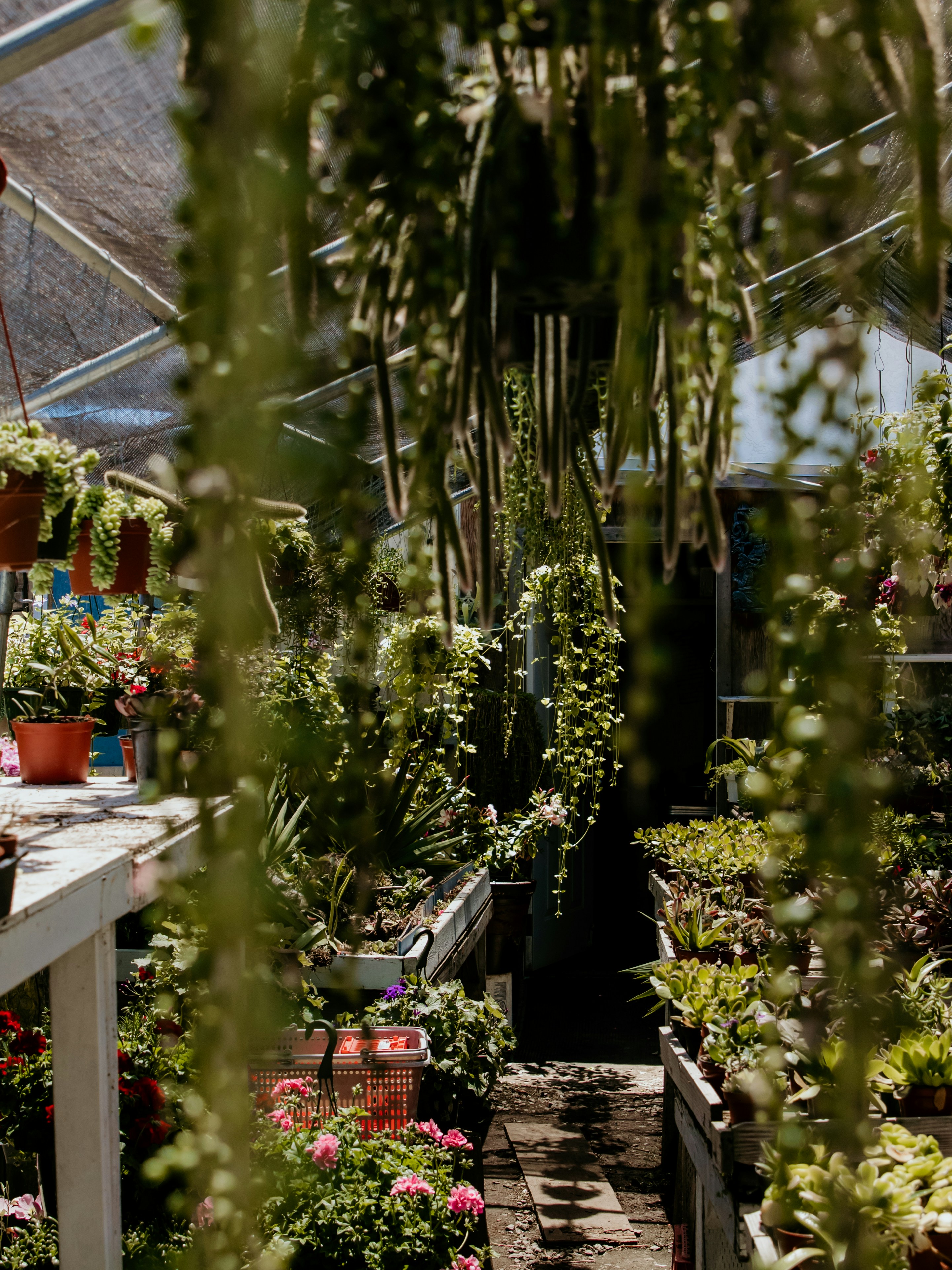 Photo by johnihreniuc