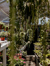 A thriving greenhouse interior filled with vibrant plants and sunlight.