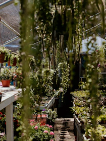 A thriving greenhouse interior filled with vibrant plants and sunlight.