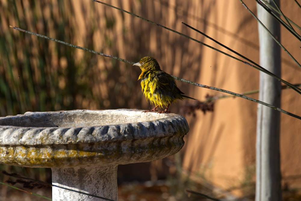 pássaro verde e amarelo no poste de concreto cinza durante o dia