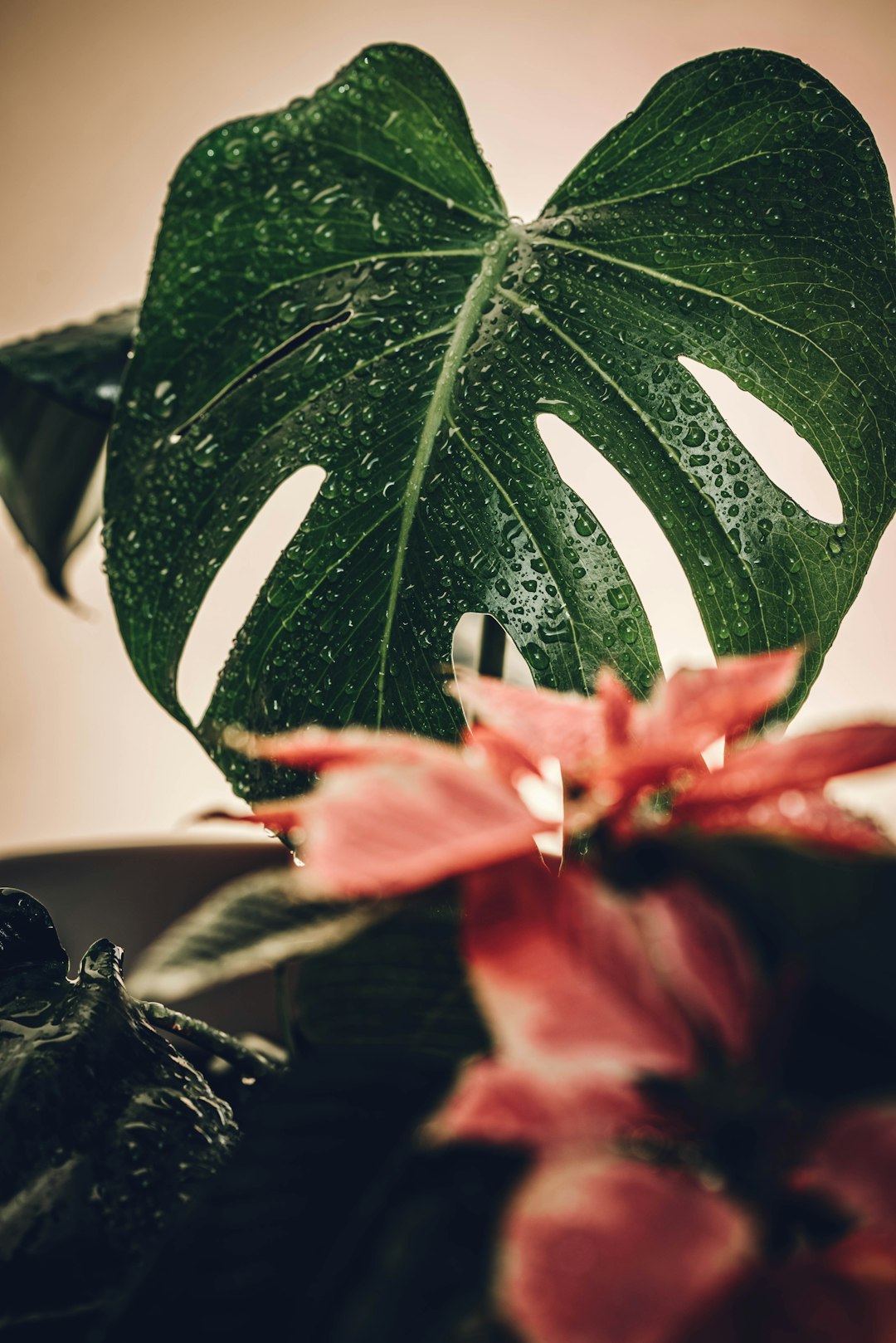 red and green leaf plant