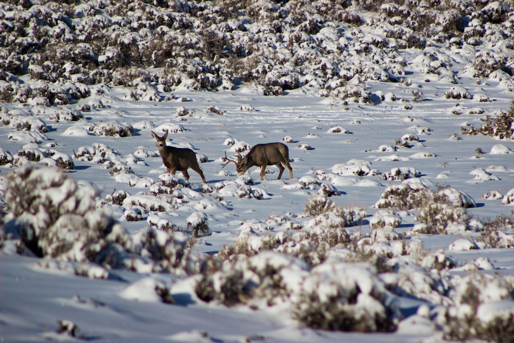 herd of brown and white goats on snow covered ground during daytime