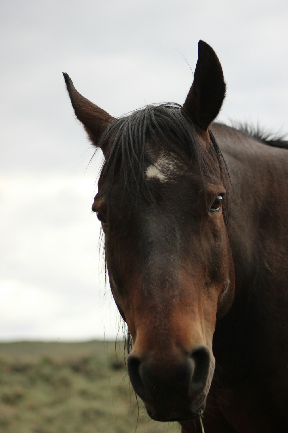 brown horse in close up photography