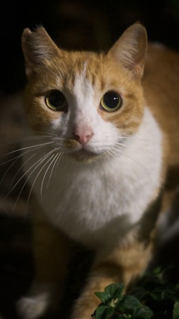 A close-up of a cat’s curious eyes framed by minimalist orange and turquoise lines.