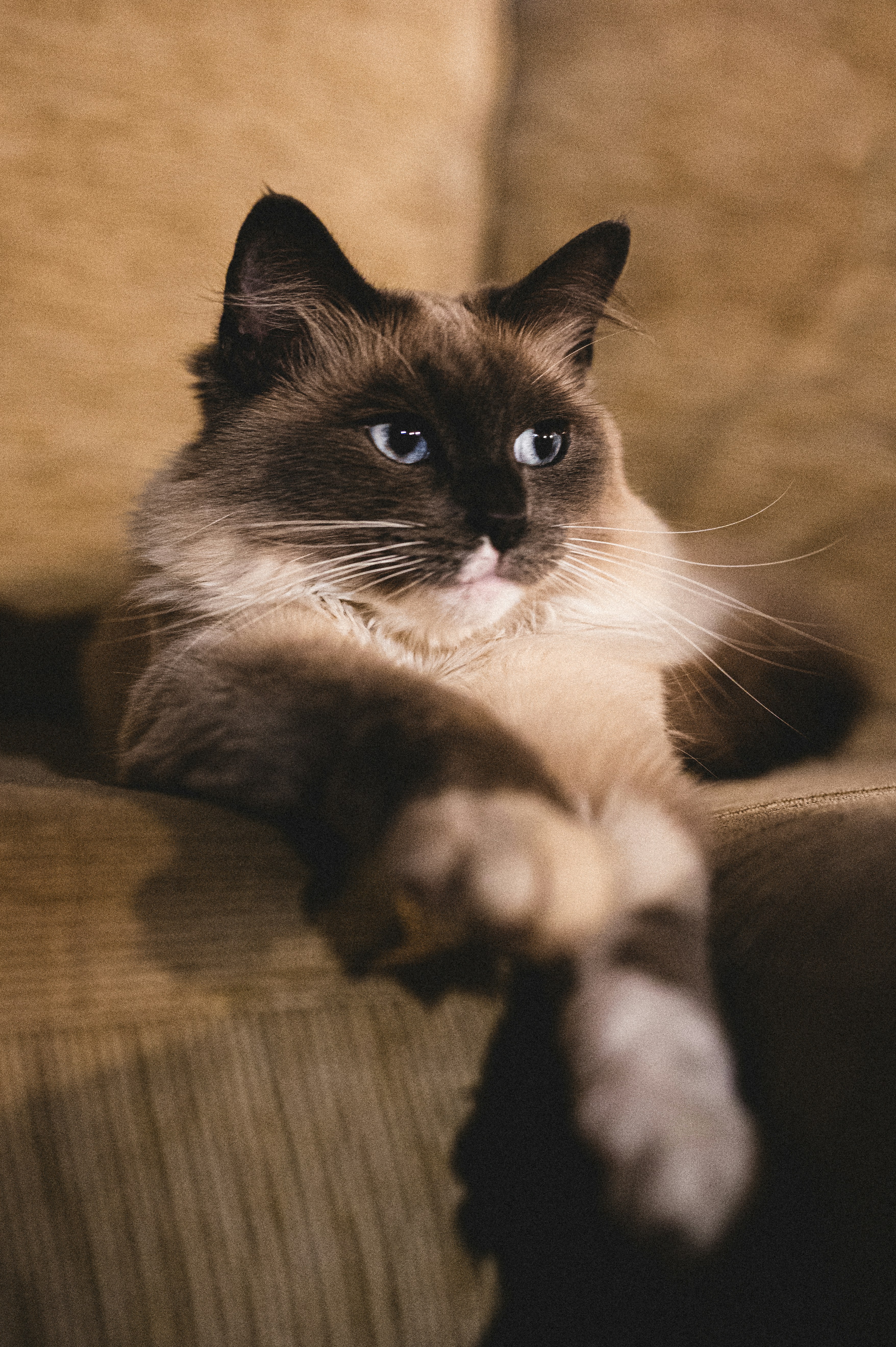 Birman: The Angelic Partner (image credits: unsplash)