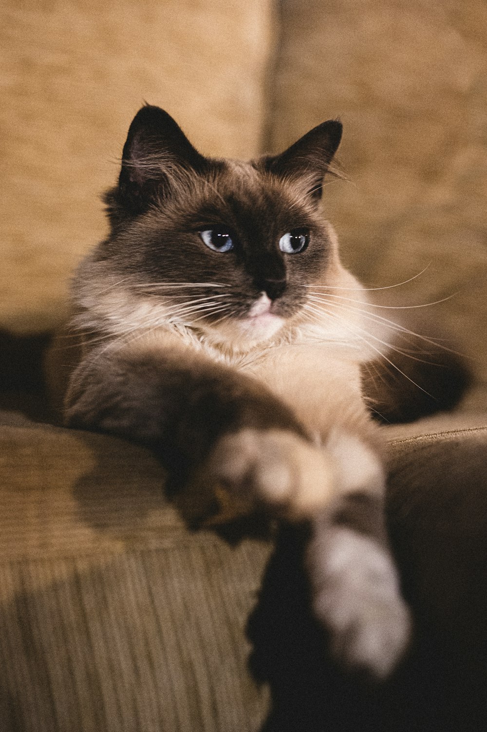 brown and white cat on brown textile