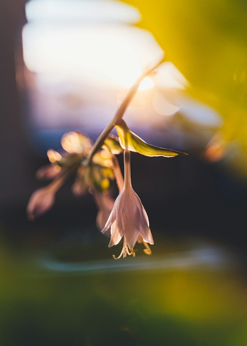 white flower in tilt shift lens