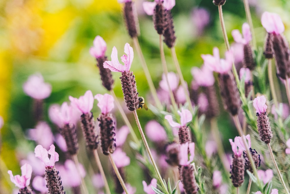 purple flower in tilt shift lens