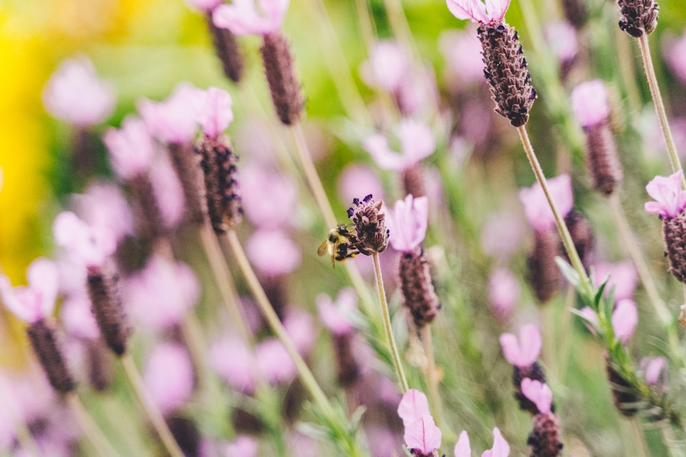 abeja negra y amarilla en flor púrpura