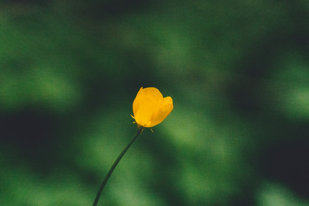 yellow flower in tilt shift lens