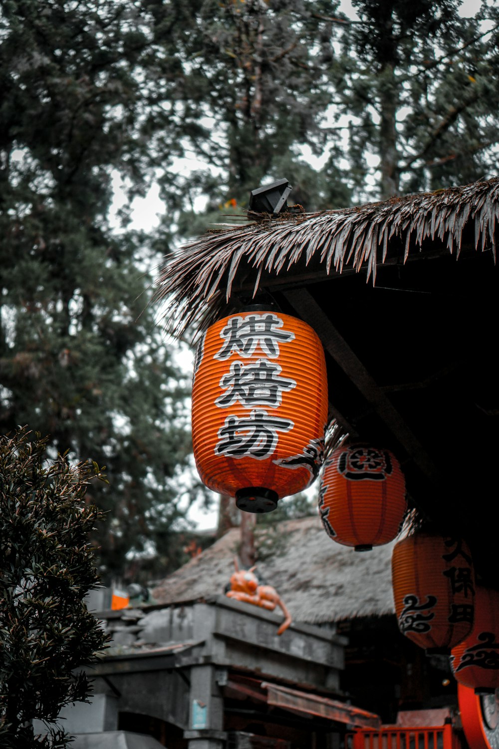 orange chinese lantern hanging on tree during daytime