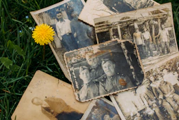 yellow sunflower beside brown wooden frame