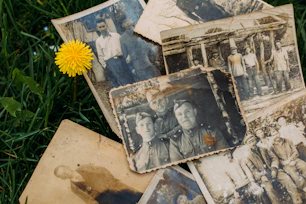 yellow sunflower beside brown wooden frame