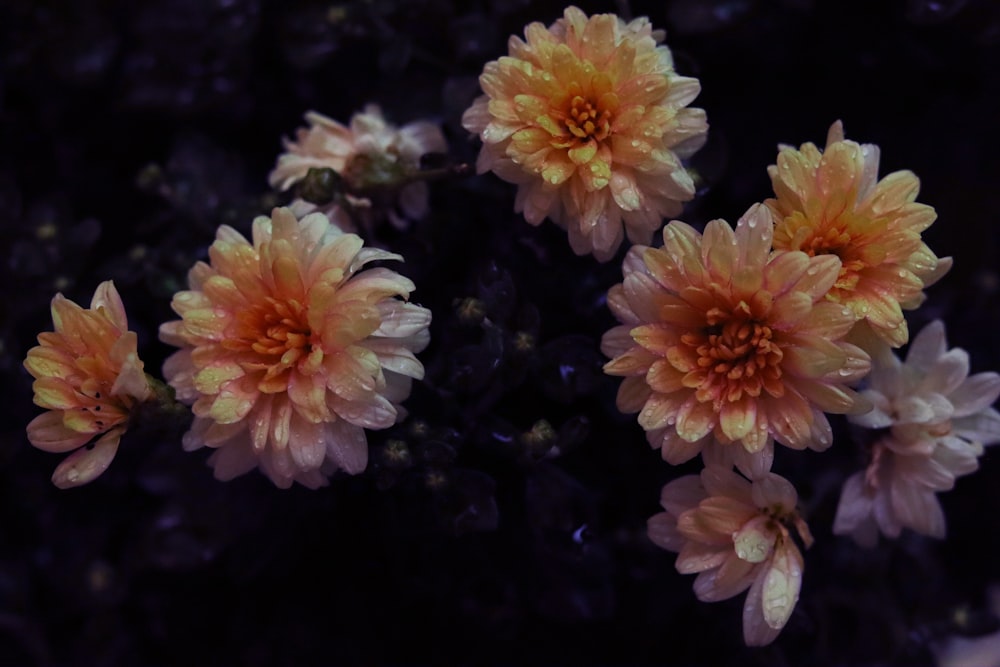 white and pink flower in close up photography