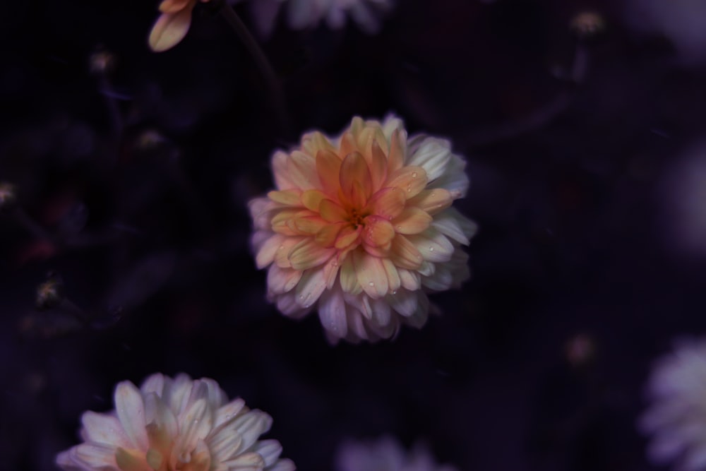 white and pink flower in close up photography