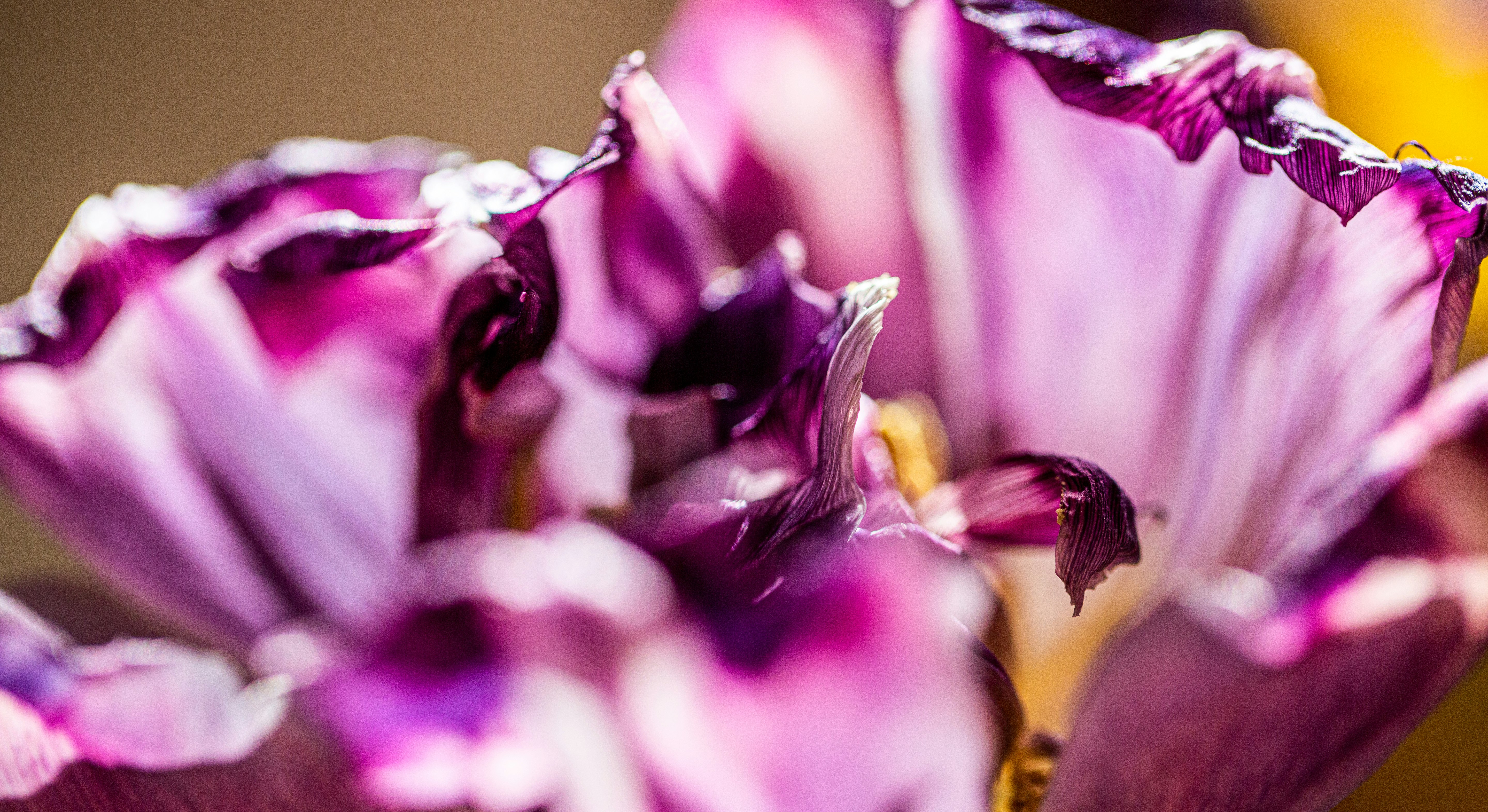 purple and white flower in macro photography