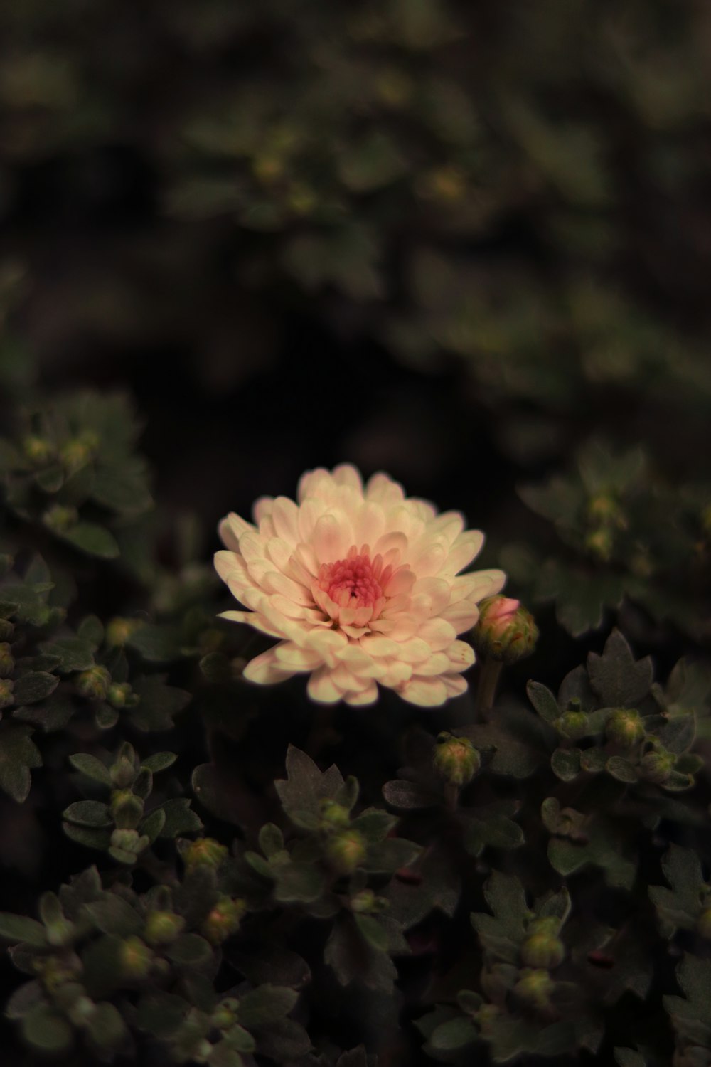 pink flower in tilt shift lens