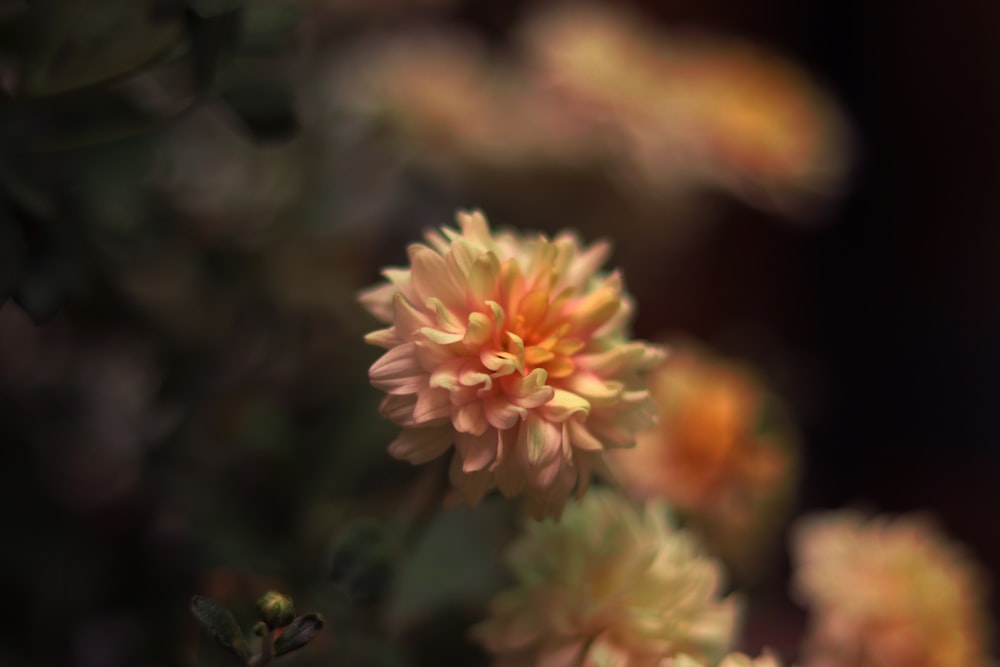 pink and white flower in tilt shift lens