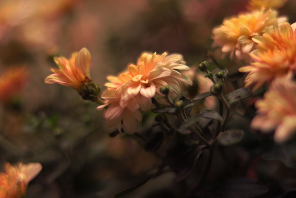 yellow and pink flowers in tilt shift lens