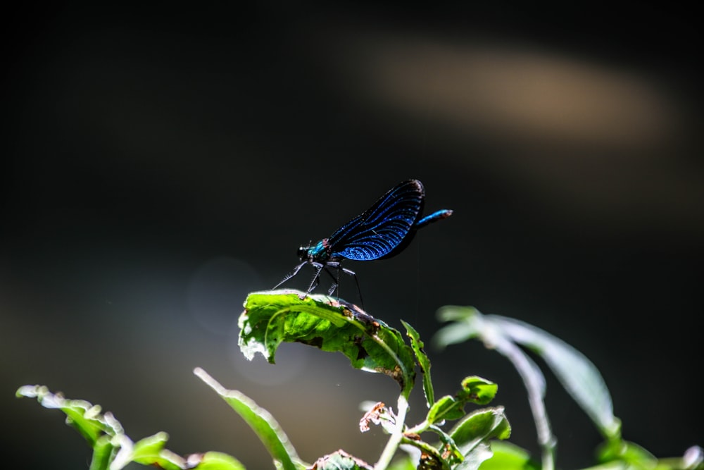 blue damselfly perched on green plant in close up photography during daytime