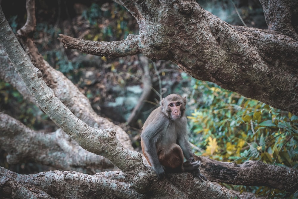 brown monkey on brown tree branch during daytime