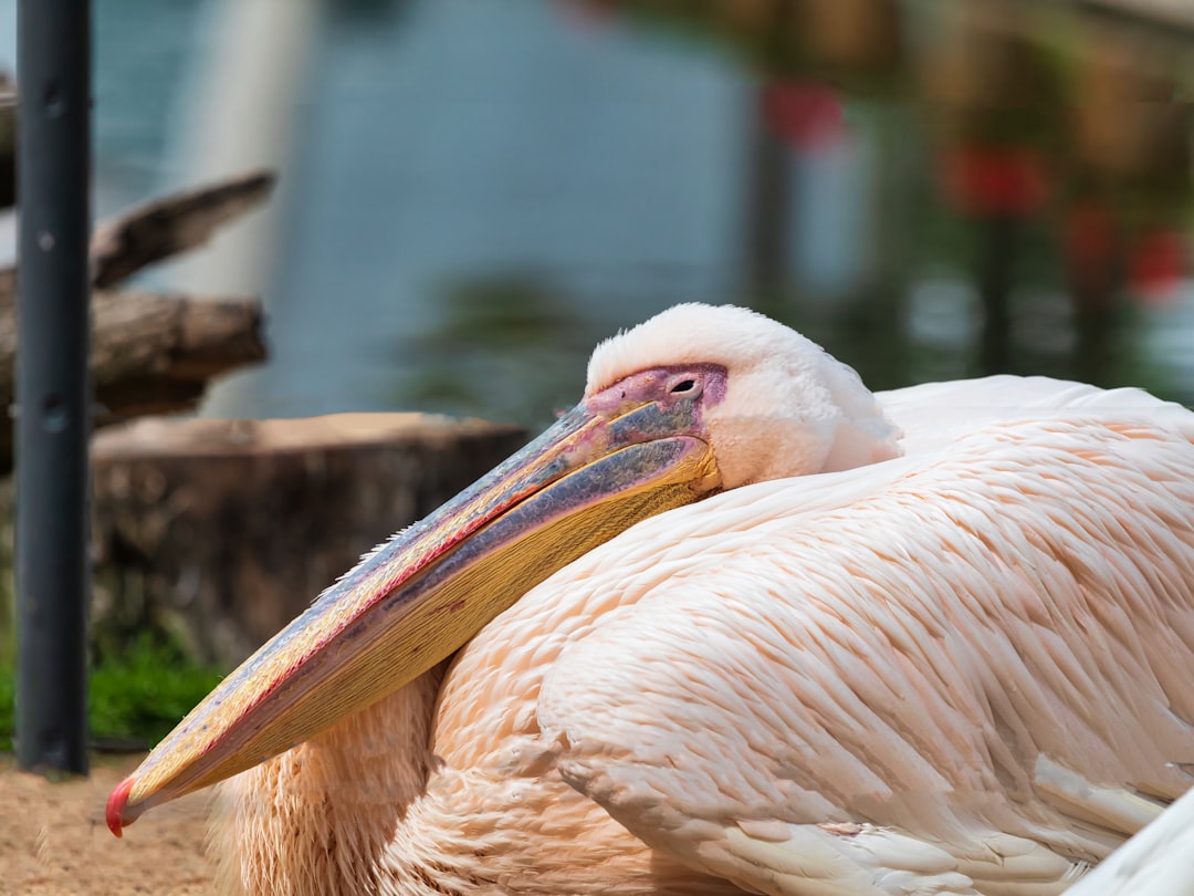 white pelican in close up photography during daytime