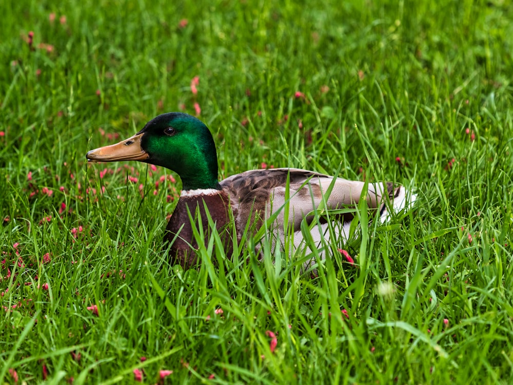 green and brown mallard duck on green grass field during daytime