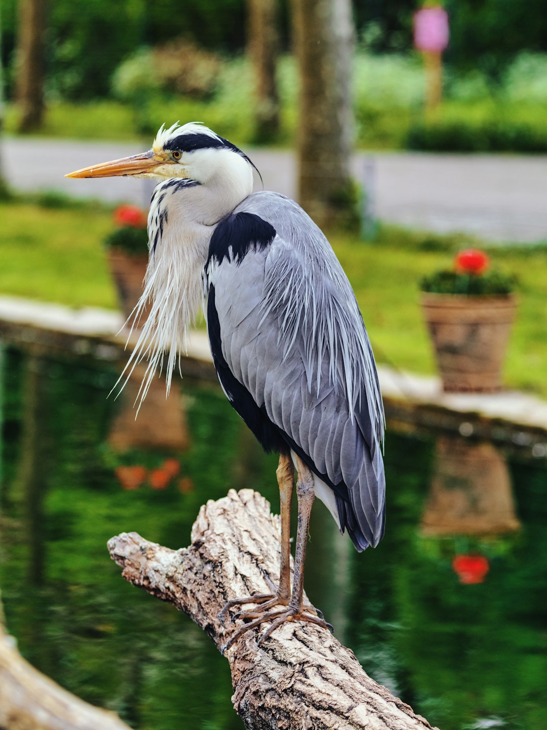 black and white bird on brown tree trunk