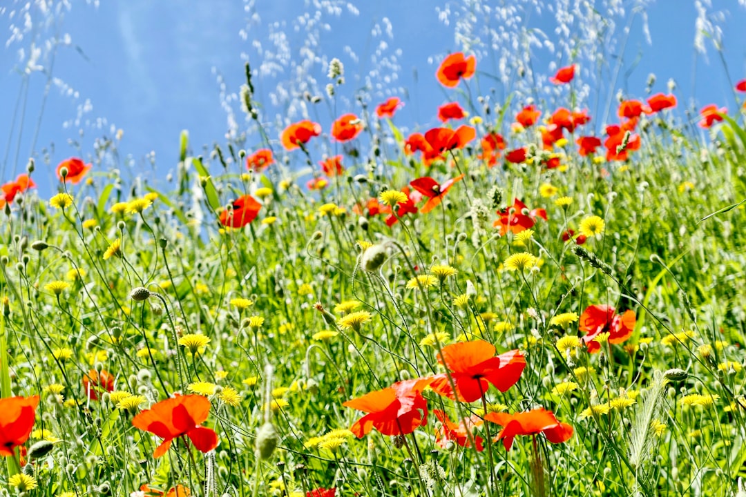 red flowers with green leaves