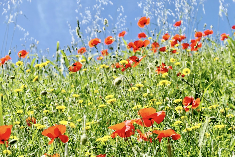 red flowers with green leaves