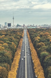 cars on road between trees during daytime