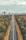 cars on road between trees during daytime