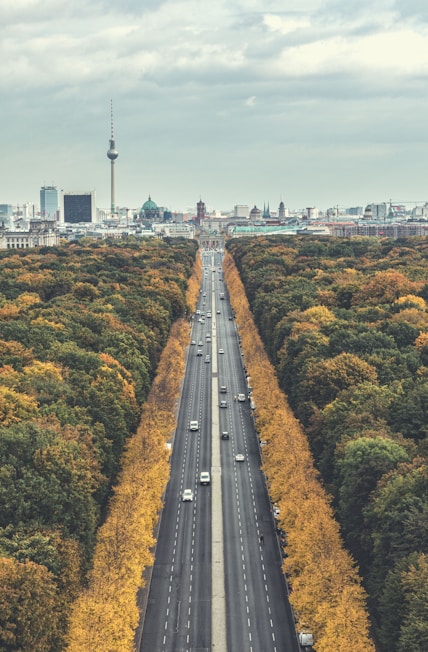 cars on road between trees during daytime