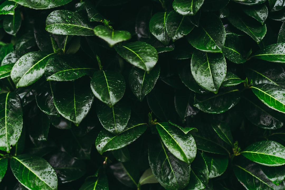 green leaves with water droplets