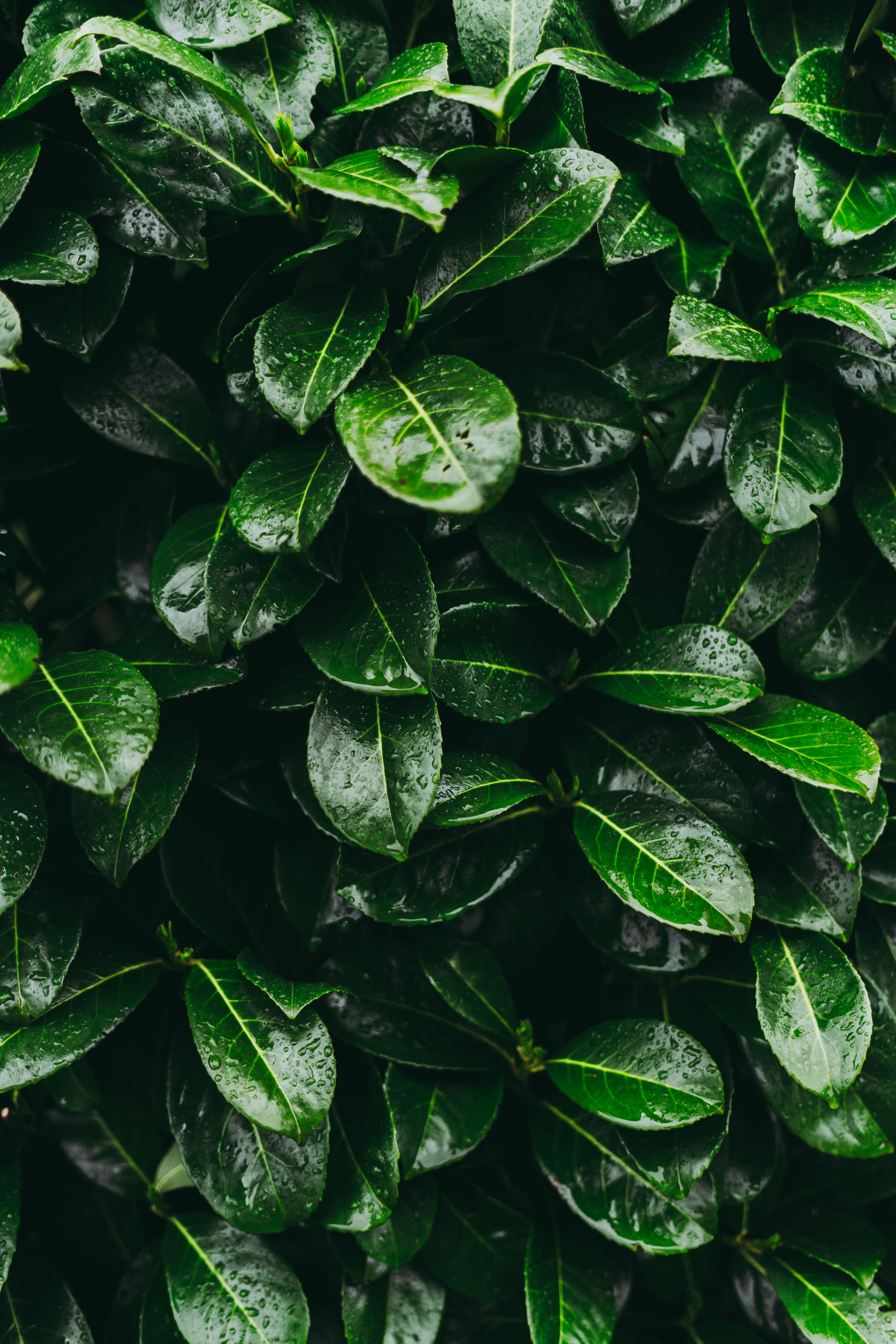 Photo by virussinside